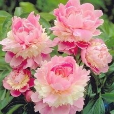 Схема вышивки «Цветы»