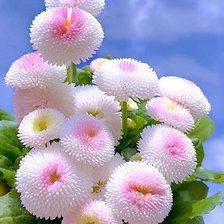 Схема вышивки «Цветы»