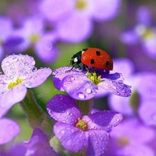 Схема вышивки «Природа»