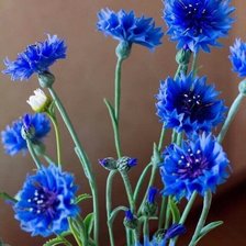 Схема вышивки «Цветы»