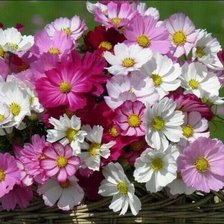 Схема вышивки «Цветы»