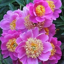 Схема вышивки «Цветы»