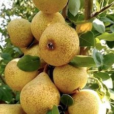 Схема вышивки «Фрукты»