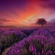 Схема вышивки «Лавандовое поле»