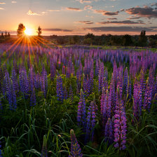 Схема вышивки «Люпиновое поле№2»