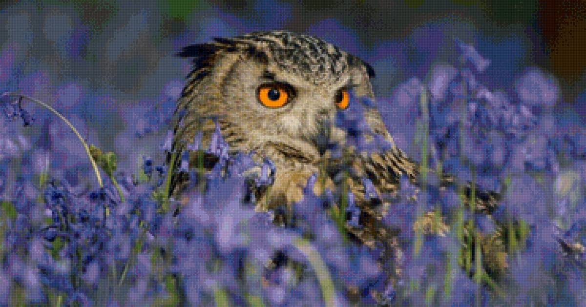 Сова - природа, сова, птица, цветы, лето, пейзаж - предпросмотр