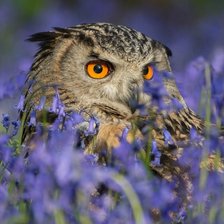 Схема вышивки «Сова»