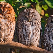 Схема вышивки «Три совы»