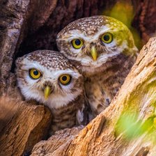 Схема вышивки «Две совушки»