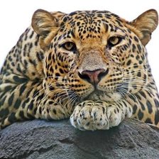 Схема вышивки «дикие»