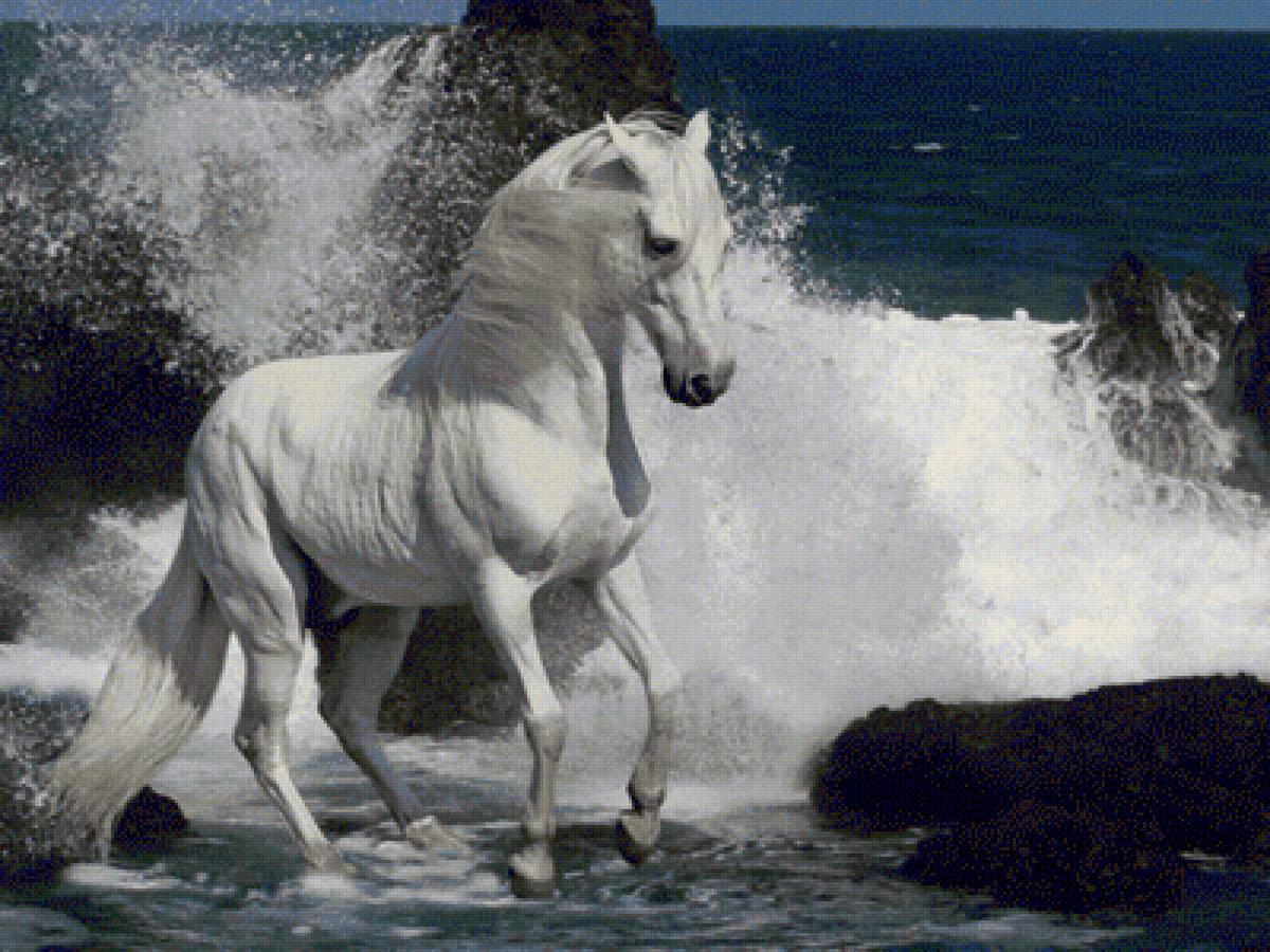Купающийся конь - море, конь - предпросмотр