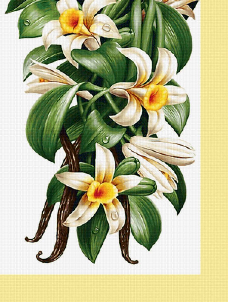 Ваниль - флора, цветы, ваниль - предпросмотр