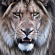 Схема вышивки «дикие»