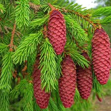 Схема вышивки «№2116037»