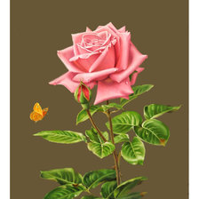 Схема вышивки «Роза.»