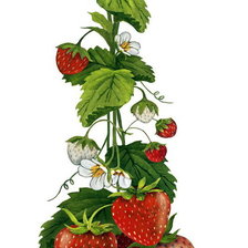 Схема вышивки «Клубничка»
