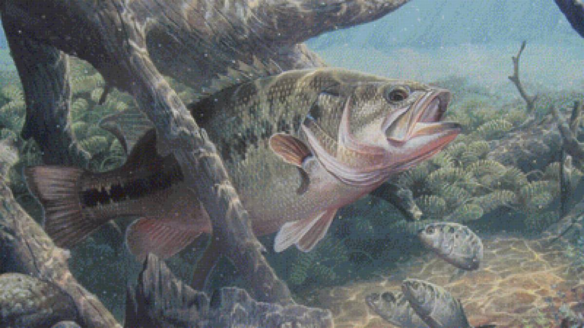 подводный мир - предпросмотр