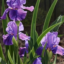 Схема вышивки «Ирисы»