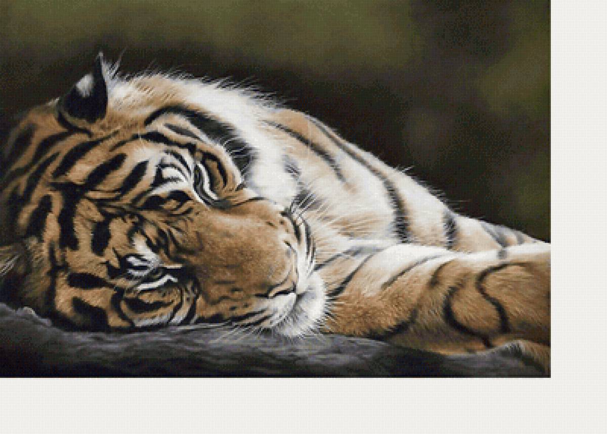 №2116606 - тигр, тигры, хищники, животные - предпросмотр