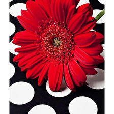 Схема вышивки «№2116651»