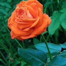 Схема вышивки «Аленький цветочек»