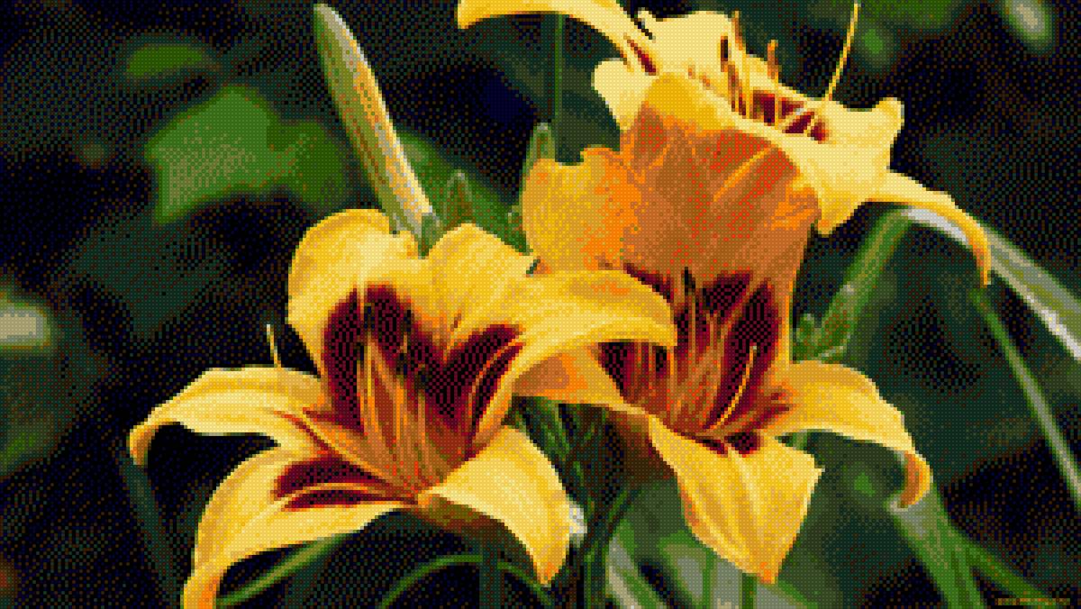 Лилейник желтый. - цветы.лилейник, желтый - предпросмотр