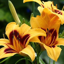 Схема вышивки «Лилейник желтый.»