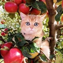 Схема вышивки «Хитрый кот»