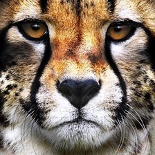 Схема вышивки «Тигруля»