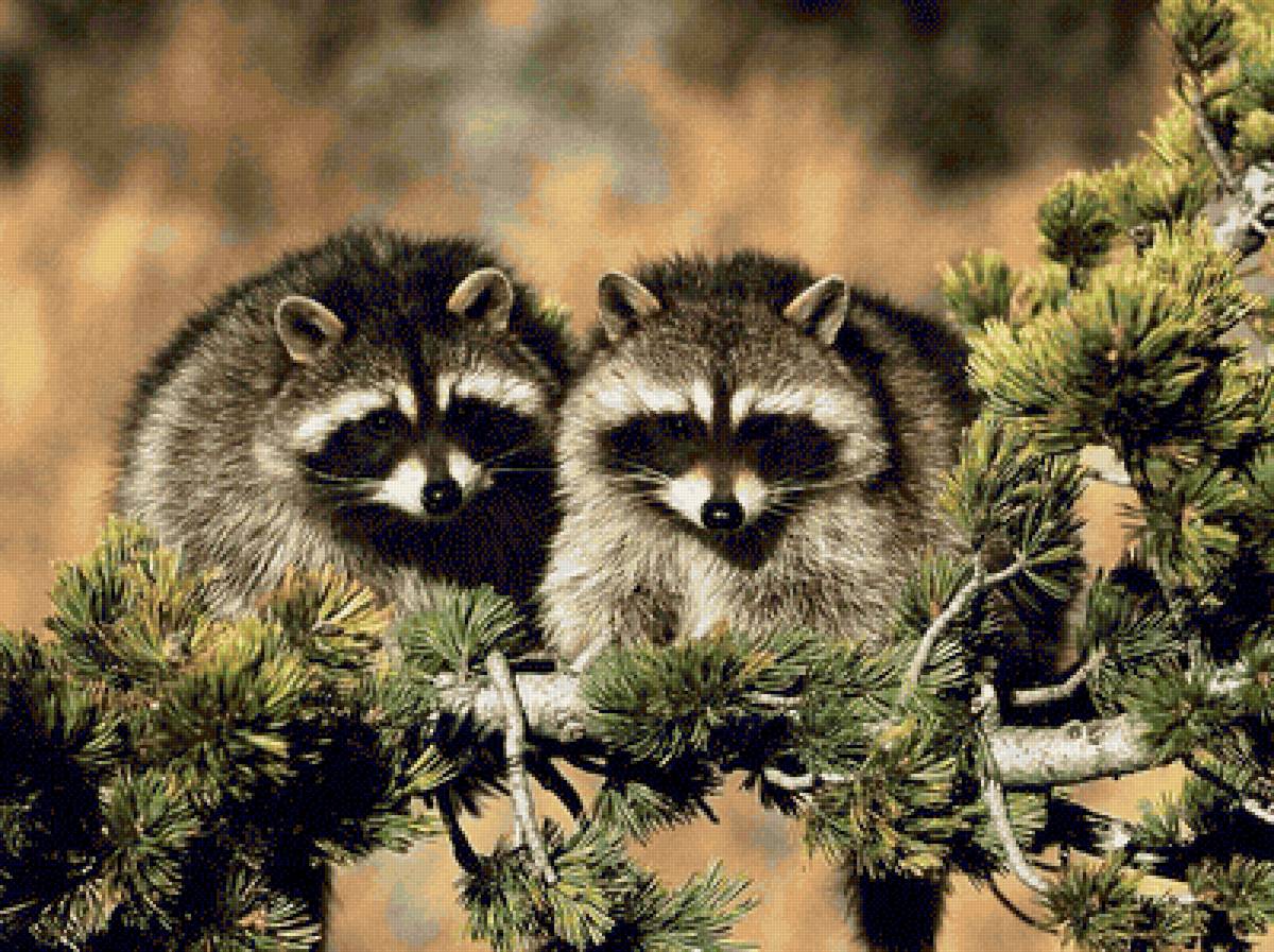 Борсучки - тварини, природа - предпросмотр