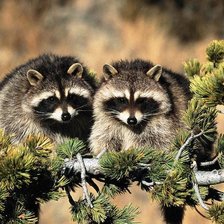 Схема вышивки «Борсучки»