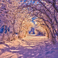 Схема вышивки «замняя аллея»