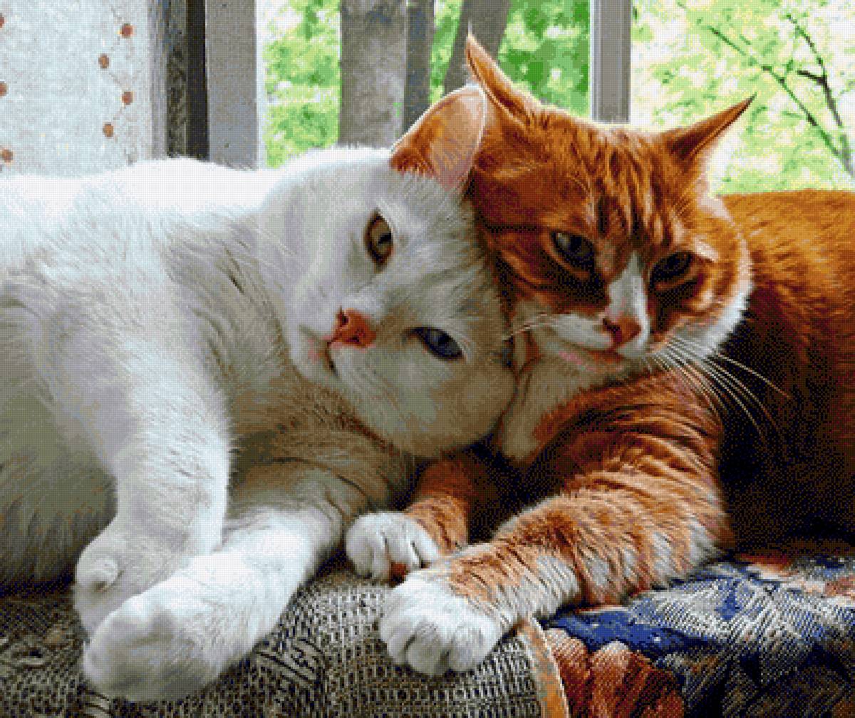 Котячья дружба - животные, дружба, кошки - предпросмотр