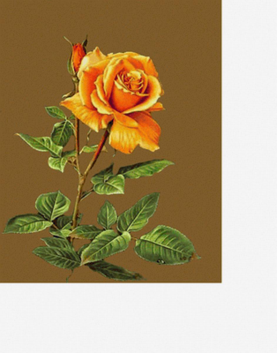 Роза. - живопись., натюрморт, цветы - предпросмотр