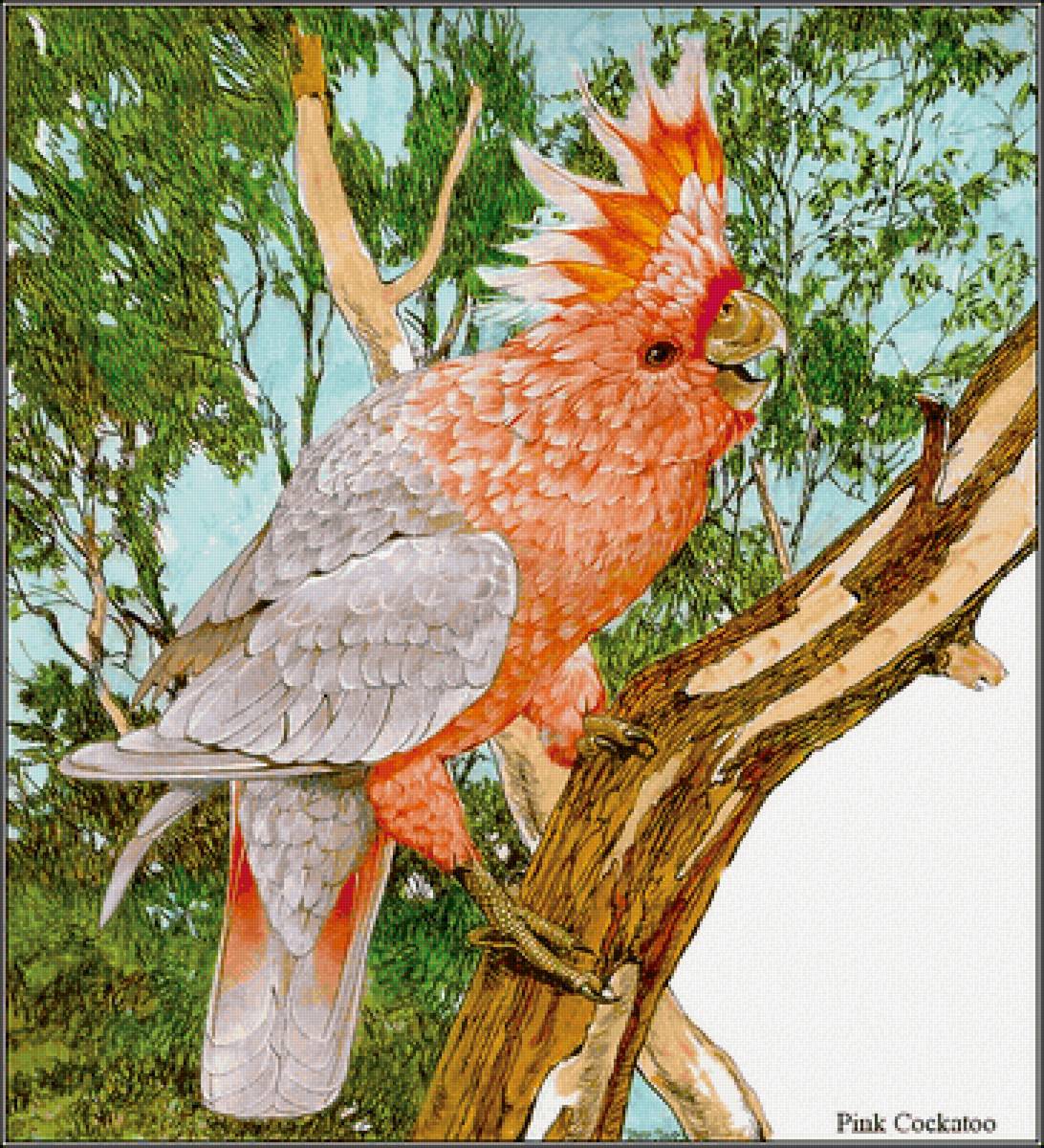 Попугай - птицы - предпросмотр