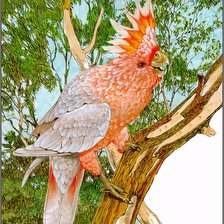 Схема вышивки «Попугай»