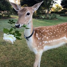 Схема вышивки «Природа»