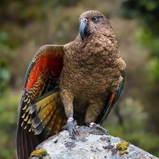 Схема вышивки «Природа»