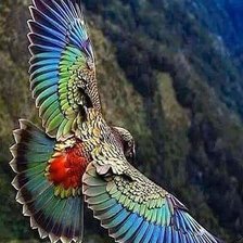 Схема вышивки «Птицы»