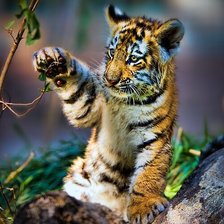 Схема вышивки «Животный мир»