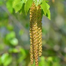 Схема вышивки «Природа»