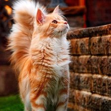 Схема вышивки «Котик»