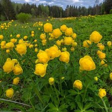 Схема вышивки «Природа»