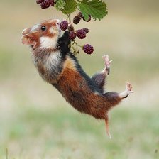 Схема вышивки «Природа»