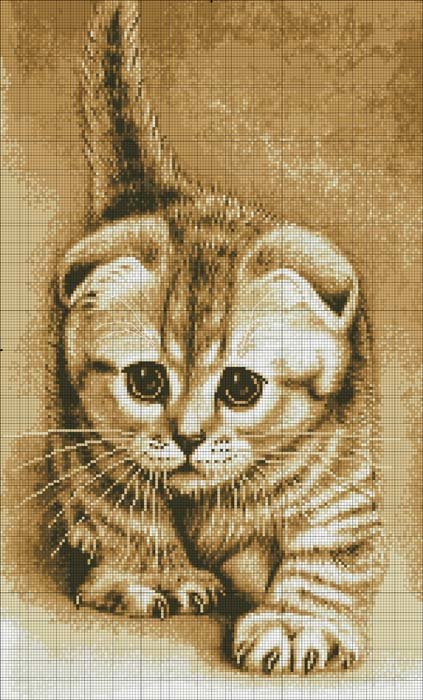 котенок - котята - оригинал