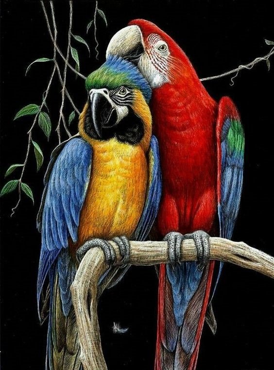 птицы - оригинал