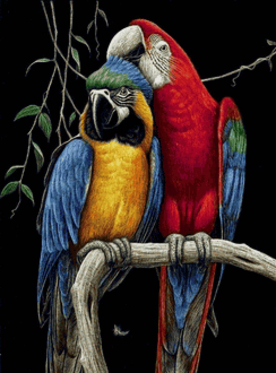 птицы - предпросмотр