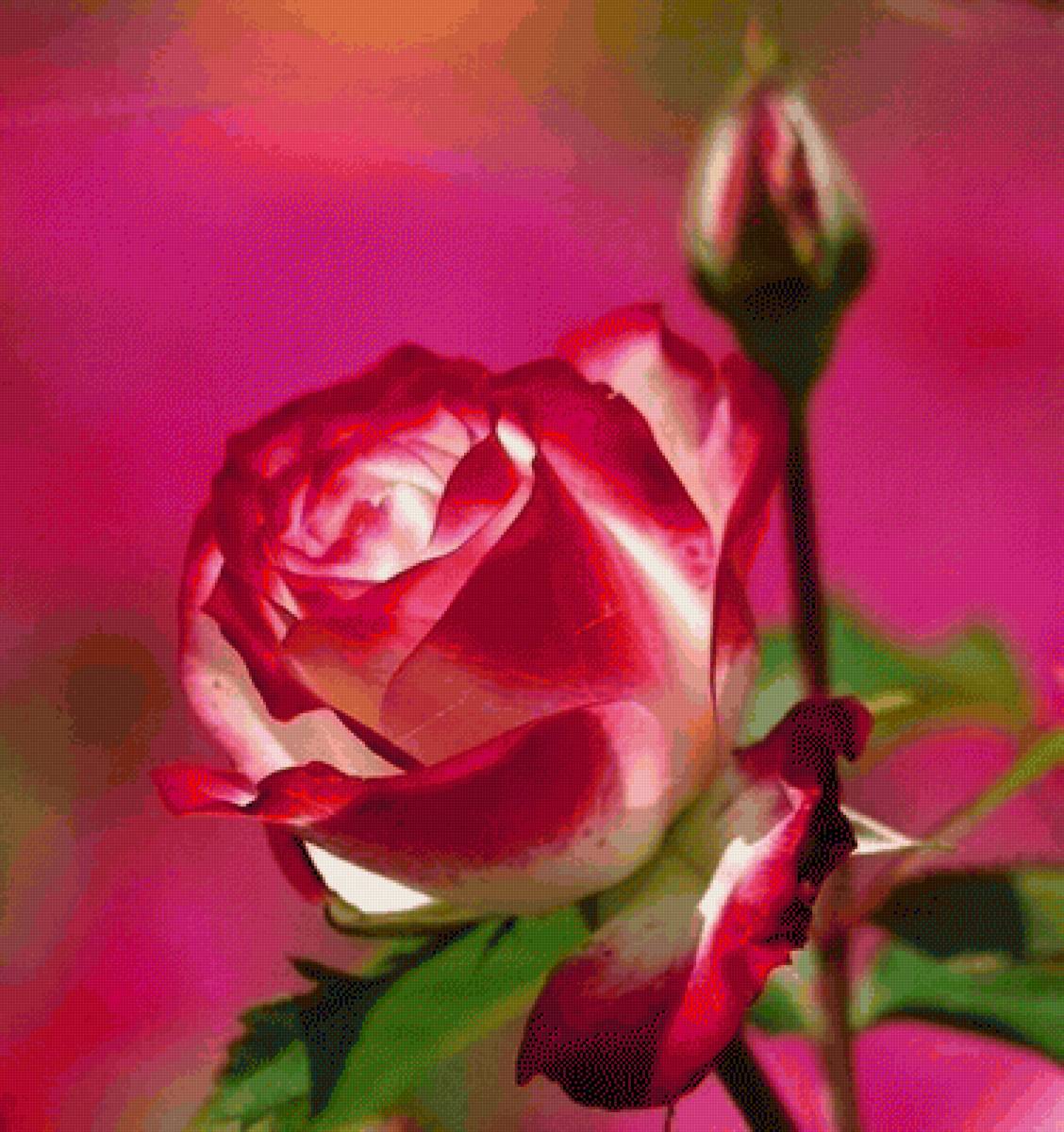 З добрим ранком - троянда, ранок - предпросмотр