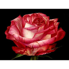 Схема вышивки «Роза.»