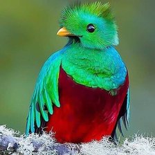 Схема вышивки «№2119421»